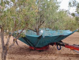 Immagine 3 di MANDORLE BIO DELLA SICILIA