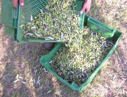 Immagine 2 di OLIO EXTRAVERGINE  DI OLIVA BLEND DI ALTA QUALITA'  PREZIOSO MARCO DONATI