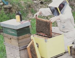 Immagine 2 di MIELE AL PISTACCHIO SICILIANO BIOLOGICO CANNIZZARO