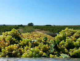 Immagine 3 di TERRE SICILIANE VIOGNIER I.G.P. GAZZEROSSE