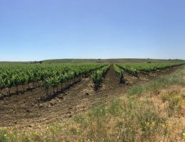 Immagine 4 di TERRE SICILIANE VIOGNIER I.G.P. GAZZEROSSE