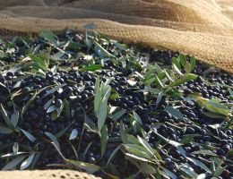 Immagine 3 di OLIO EXTRAVERGINE DI OLIVA  D.O.P. CHIANTI CLASSICO ECCELLENTE QUALITA'