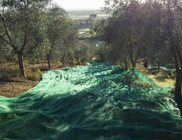 Immagine 1 di OLIO EXTRA VERGINE DI OLIVA BIOLOGICO