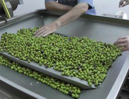 Immagine 2 di OLIO EXTRA VERGINE DI OLIVA BIOLOGICO