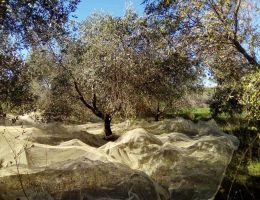 Immagine 3 di OLIO EXTRA VERGINE DI OLIVA BIOLOGICO