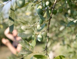 Immagine 4 di OLIO EXTRAVERGINE DI OLIVA BLEND 100% ITALIANO CATEGORIA SUPERIORE