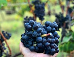 Immagine 4 di TERRE SICILIANE ROSSO I.G.P. CINQUEROSSI SOPRANO DI SINDARO VINI