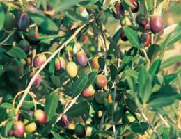 Immagine 3 di OLIO EXTRAVERGINE DI OLIVA CHIANTI CLASSICO D.O.P.