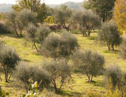 Immagine 4 di OLIO EXTRAVERGINE DI OLIVA CHIANTI CLASSICO D.O.P.