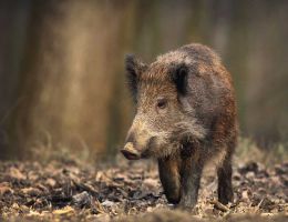 Immagine 2 di Prosciutto Crudo di Cinghiale