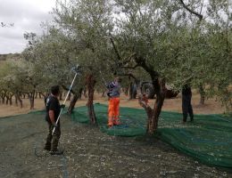 Immagine 4 di OLIO EXTRAVERGINE DI OLIVA BLEND DI QUALITA' SUPERIORE