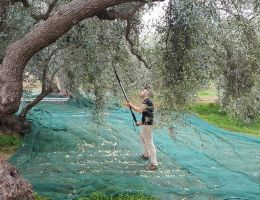 Immagine 4 di OLIO EXTRAVERGINE DI OLIVA BLEND DI CATEGORIA SUPERIORE GLYCOS