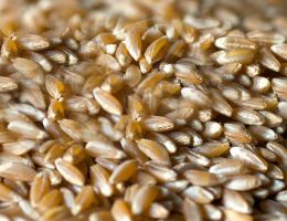 Immagine 2 di FARINA DI FARRO DICOCCO INTEGRALE DEL CASENTINO