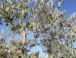 Immagine 5 di OLIO EXTRAVERGINE DI OLIVA BLEND DI QUALITA' SUPERIORE