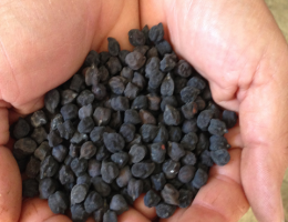 Immagine 1 di CECE NERO DI LEONFORTE