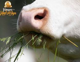 Immagine 4 di FROMADZO D.O.P FROMAGERIE HAUT VAL D'AYAS