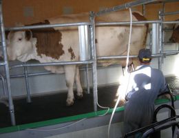 Immagine 3 di ROBIOLA MUFFETTA IN CARBONE VEGETALE