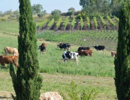 Immagine 3 di FORMAGGIO MISTO PECORA CASEIFICIO LACOCCA