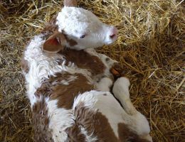 Immagine 4 di FORMAGGIO MISTO PECORA CASEIFICIO LACOCCA