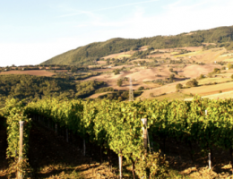 Immagine 4 di TINTILIA DEL MOLISE D.O.C. SATOR GRAN MAESTRO