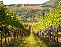 Immagine 5 di TINTILIA DEL MOLISE D.O.C. SATOR GRAN MAESTRO