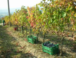 Immagine 4 di ROSSO CONERO D.O.C. TRAIANO