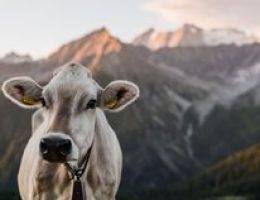 Immagine 3 di CASOLET DELLA VALLE DI SOLE CASEIFIICIO PRESANELLA DI MEZZANA