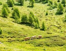 Immagine 4 di CASOLET DELLA VALLE DI SOLE CASEIFIICIO PRESANELLA DI MEZZANA