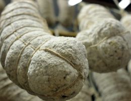 Immagine 1 di SOPPRESSA REGINA DEI SALUMI SALUMIFICIO ARTIGIANALE BAZZA