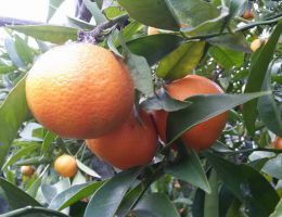 Immagine 3 di MARMELLATA DI ARANCE