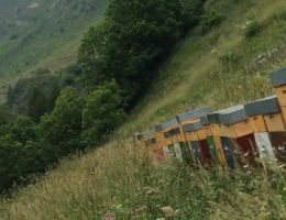 Immagine 2 di MIELE DI CASTELMAGNO CASEIFICIO LA MEIRO TERRE DI CASTELMAGNO