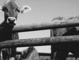 Immagine 3 di FORMAGGIO IL PIONIERE