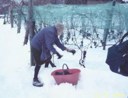 Immagine 1 di VALSUSA D.O.C. PASSITO DEL GHIACCIO SAN SEBASTIANO PELISSERO VINI