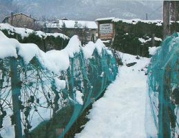 Immagine 3 di VALSUSA D.O.C. PASSITO DEL GHIACCIO SAN SEBASTIANO PELISSERO VINI