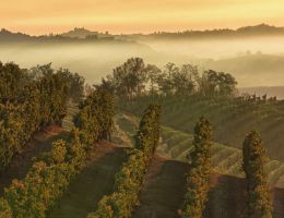 Immagine 2 di TERRE ALFIERI NEBBIOLO D.O.C.G. COSTA QUAGLIA ​​​​​​​MARCHESI ALFIERI VINI