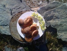 Immagine 2 di PORCINO CHIARO DELLA VALLE DI STURA  AGRI LA FRAGOLINA