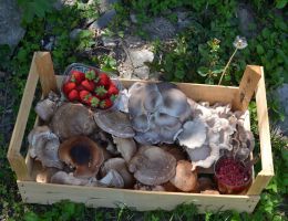 Immagine 3 di PORCINO CHIARO DELLA VALLE DI STURA  AGRI LA FRAGOLINA