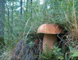 Immagine 1 di PORCINO CHIARO DELLA VALLE DI STURA  AGRI LA FRAGOLINA