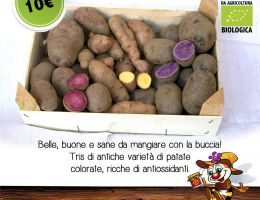 Immagine 2 di PATATE DI MONTAGNA RARE IN VALLE MAIRA  AGRI AL CHERSOGNO