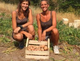 Immagine 1 di PATATE DI MONTAGNA RARE IN VALLE MAIRA  AGRI AL CHERSOGNO