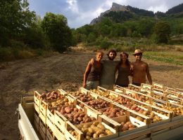 Immagine 3 di PATATE DI MONTAGNA RARE IN VALLE MAIRA  AGRI AL CHERSOGNO