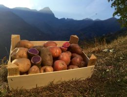 Immagine 4 di PATATE DI MONTAGNA RARE IN VALLE MAIRA  AGRI AL CHERSOGNO