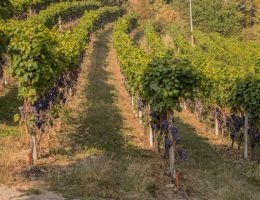 Immagine 3 di COLLINE SALUZZESI PELAVERGA D.O.C.