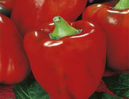 Immagine 1 di PEPERONI DI CUNEO AGRI LUNGASERRA