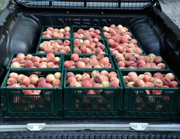 Immagine 3 di PESCHE SCIROPPATE DI MONATE AGRICOLA LE SELVE DI MONATE