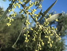 Immagine 3 di OLIO EXTRAVERGINE DI OLIVA FRANCI BIO TOSCANO I.G.P.