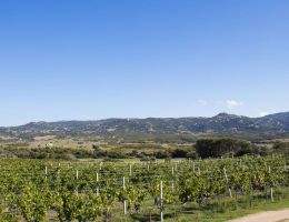 Immagine 3 di COLLI DEL LIMBARA I.G.T. KARKA