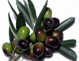 Immagine 1 di OLIO EXTRAVERGINE DI OLIVA CULTIVAR RACIOPPELLA CATEGORIA SUPERIORE