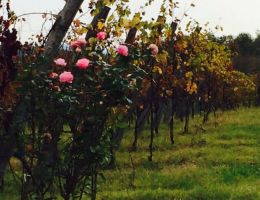 Immagine 4 di CAMPANIA I.G.P. 1880 FALANGHINA