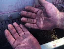 Immagine 5 di CAMPANIA I.G.P. 1880 FALANGHINA